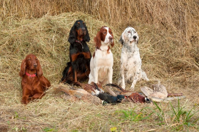 Chasse privée en Dordogne