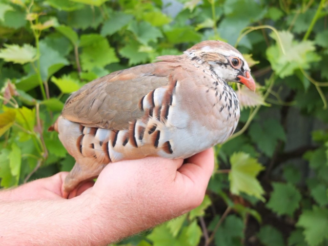 Élevage de perdrix pour la chasse