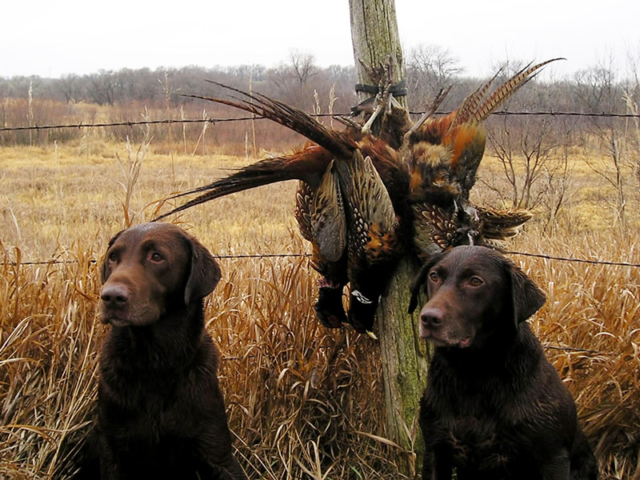 Chasse privée en Dordogne